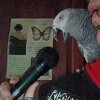 Логотип телеграм канала @angryparrots — Очень много попугаев