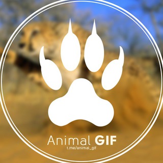 Логотип телеграм канала @animal_gif — Animal GIF