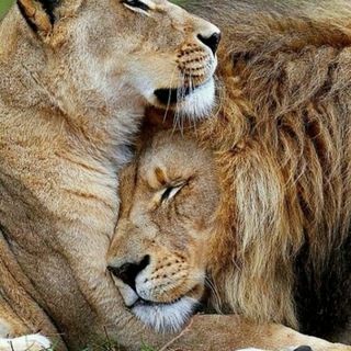 لوگوی کانال تلگرام animal_irani — .