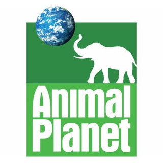 Логотип телеграм канала @animal_pianet — Animal Planet 🐊