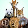 Логотип телеграм канала @animal_cutezoo — Animal Planet. Интересно о животных.