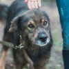 Логотип телеграм канала @animal_nsk — animal_nsk