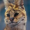 Логотип телеграм канала @animal_planetttt — Animal planet | маленькие и опасные