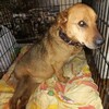Логотип телеграм канала @animal_rescue_service — Галина @animal_rescue_service