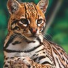 Логотип телеграм канала @animal_world5 — Животный мир