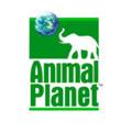 Logo saluran telegram animalessalvajes — ANIMAL PLANET