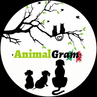Logo del canale telegramma animalgramit - AиιмαℓGяαм 🇮🇹