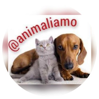 Logo del canale telegramma animaliamo - 🐾 Animali amo 🐾