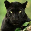 Logo of telegram channel animallifefunny — Animal life