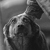 Telegram channel Animalpolice.ru🐶🐱🦊🇷🇺 logo