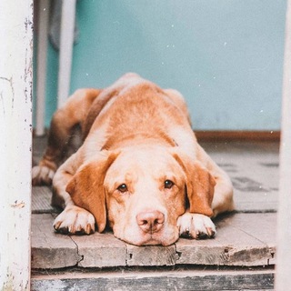 Логотип телеграм канала @animalrefugee — Животные Украина-Польша