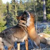Логотип телеграм канала @animals019 — Тhese funny animals...