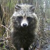 Логотип телеграм канала @animals_wildforest — Животные дикого леса