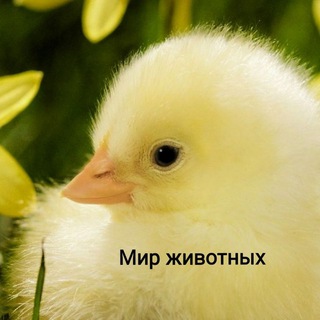 Логотип телеграм канала @animalworld24 — Инкубационное яйцо, цыплята, птицеводство 🐣