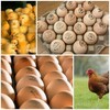 Логотип телеграм канала @animalworld24nsk — Инкубационное яйцо, цыплята Новосибирск