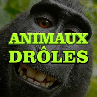 Logo de la chaîne Telegram animaux_droles — ANIMAUX DRÔLES