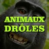 Telgraf kanalının logosu animaux_droles — ANIMAUX DRÔLES
