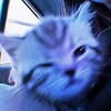 Логотип телеграм канала @animewwp — songs | парные авы | темы тг