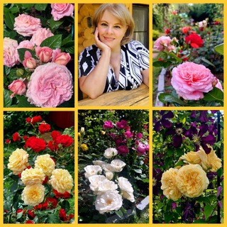 Логотип телеграм канала @aniutik_rose — Цветочница Анюта 🌹