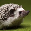 Логотип телеграм канала @anna_eghunya — Анна Ежуня ❤️🦔