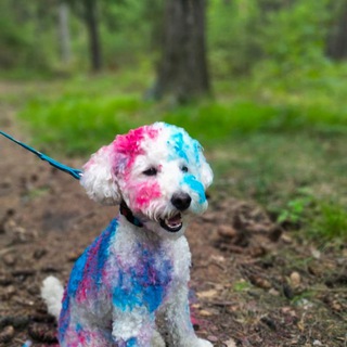 Логотип телеграм канала @annanekandkokos — Kokos dog🌱🌼