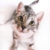 Логотип телеграм канала @annscats — Мягкие лапки