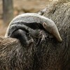 Logo of telegram channel anteateramazon — Anteater’s Amazon