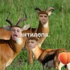 Логотип телеграм канала @antilopa21 — жопа попа антилопа🦌