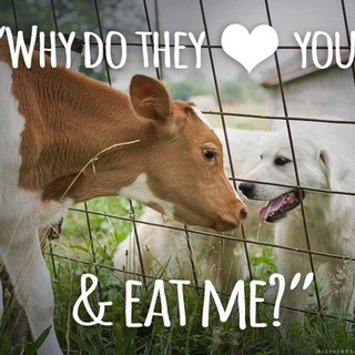 Telegram channel 🐾AntiTierFa🐾 - FÜR alle Tiere! ❤️ logo