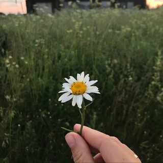 Логотип телеграм канала @anxiousmother — Записки тревожной матери