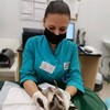 Логотип телеграм канала @anzhel_rept — dr.anzhel_vet