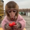 Логотип телеграм канала @apisyanfamily — apisyan family