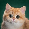 Логотип телеграм канала @applewoodcattery — Питомник британских шиншилл Apple Wood