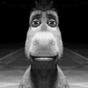 Логотип телеграм канала @apros06 — Опросы от Осла