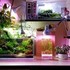 Логотип телеграм канала @aqua_at_home — Planted Aquarium & Paludarium