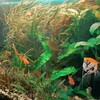 Логотип телеграм канала @aquafferma — Акваферма🐠