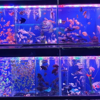 Логотип телеграм канала @aquanarium_uzb — Акванариум Ташкент