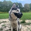 Логотип телеграм канала @arabdoghouse — malamute_Vaidar