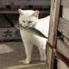 Логотип телеграм канала @araniiiiid — Мы едим гречку с рыбой