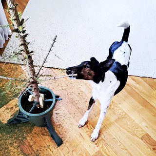 Telegram channel Собака архитектора 🐕 logo