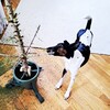 Логотип телеграм канала @architect_dog — Собака архитектора 🐕