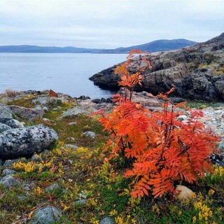 Логотип телеграм канала @arctic_travel — ARCTIC_TRAVEL