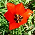 Logo saluran telegram ardakool — 🌷اردکول سرزمین لاله های سرخ