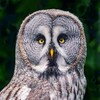 Логотип телеграм канала @are_you_smart — Ты что, умник?