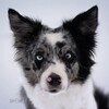 Логотип телеграм канала @argent_karma — 🐾Карманная Кобра