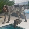 Логотип телеграм канала @argentina_co — 🐕‍🦺 Аргентинский ковчег 🐈‍⬛️