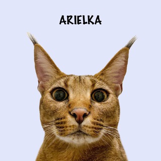 Логотип телеграм канала @ariel_caracat — Ariel Caracat