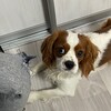 Логотип телеграм канала @arinmandarinl — аринамандарина