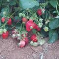 لوگوی کانال تلگرام ariostrawberry — توت فرنگی وباغداری آریو