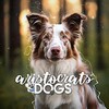 Logo of telegram channel aristokratsdogs — •𝐚𝐫𝐢𝐬𝐭𝐨𝐤𝐫𝐚𝐭𝐬.𝐝𝐨𝐠𝐬•ᶜʰᵃᶰᶰᵉᶫ 💸🍃